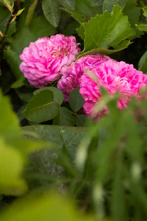 Pink fluffy rose hid behind green leaves. High quality photoの写真素材