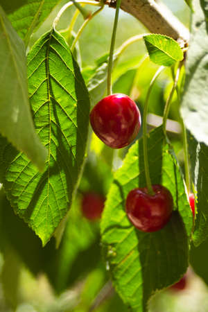 Red cherries are just starting to ripen, the leaves are still very light green. High quality photoの写真素材