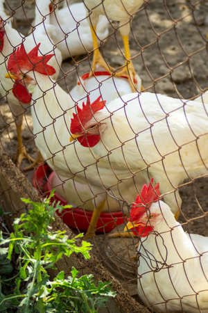 Classic white roosters with red crests on their headsの写真素材