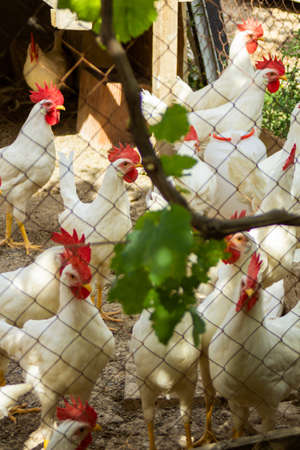 Classic white roosters with red crests on their headsの写真素材
