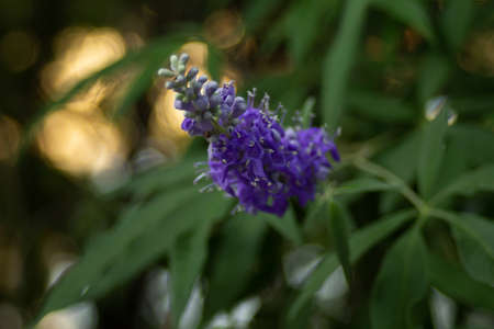 Purple flowers on a tree at the end of branches in a summer park. High quality photoの写真素材
