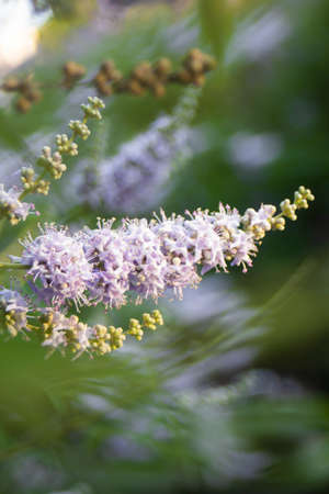 Lilac flowers on a tree at the end of branches in a summer park. High quality photoの写真素材