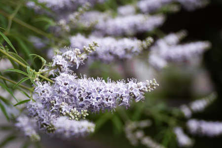 Lilac flowers on a tree at the end of branches in a summer parkの写真素材