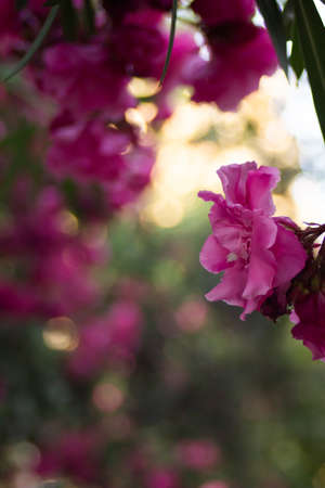 Pink flowers on oleander bushes in a summer park. High quality photoの写真素材