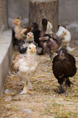Little colorful chickens running around the gardenの写真素材