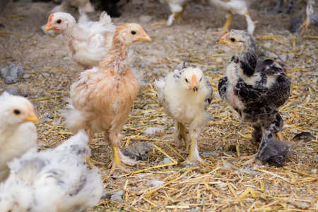 Little colorful chickens running around the gardenの写真素材