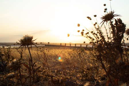 Yellow field at sunset by the salt lakeの写真素材