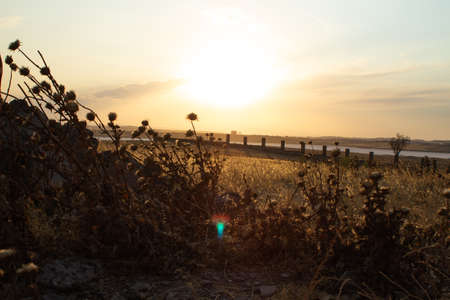 Yellow field at sunset by the salt lakeの写真素材
