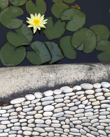 Lotus      の写真素材