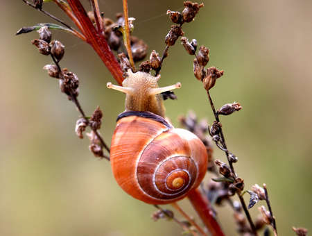Shows a snail from the front crawling on a dried plantの写真素材