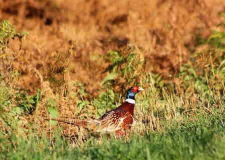 Common Pheasant, Phasianus colchicus, male