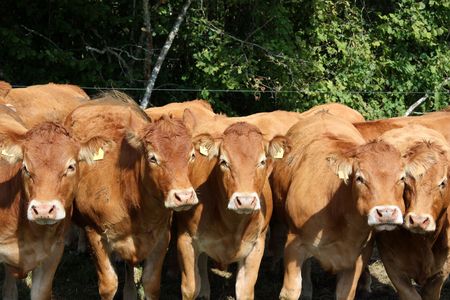 A line up of inquisitive Limousin Cowsの写真素材