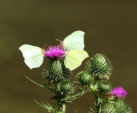 Three Brimstone butterflies foraging for nectar on a thistleの写真素材
