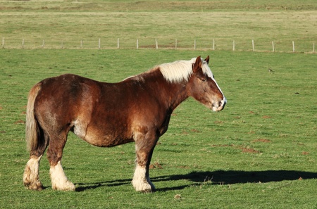 A profile of a Belgian draft horse standing in a pasture.の写真素材