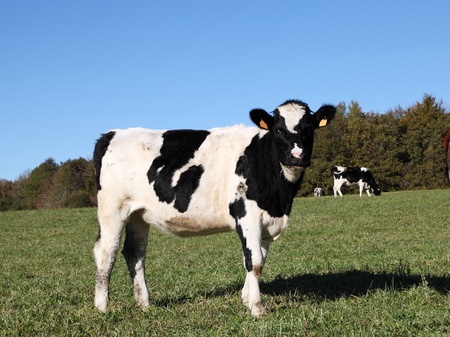 A young Holstein Friesian dairy cow standing sideways looks at the camera.の写真素材