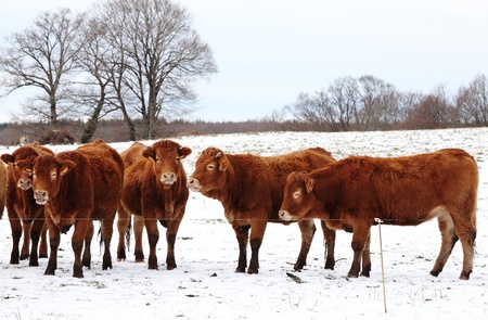 A herd of Limousin cows with their thick red winter coats standing in snow in a freezing cold pasture at sub zero temperatures.の写真素材