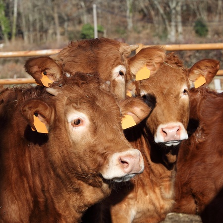 Close up headshot of three young Limousin bull calves standing in a close group の写真素材