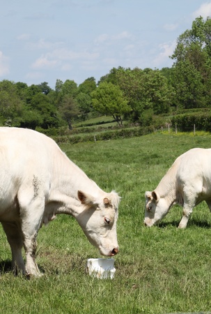 A charolais cow enjoys a salt lick or cattle lick which is used to supply daily supplements of salt, sodium chloride, minerals, vitamins and trace elements which are essential for a healthy dietの写真素材