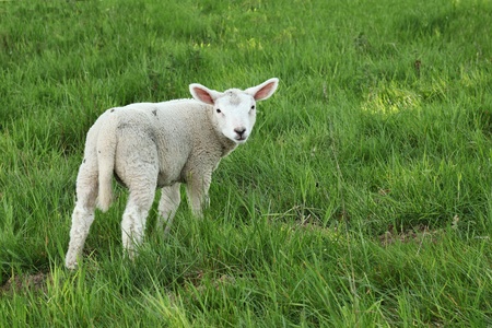 An inquisitive young lamb stares at the camera in a lush green spring pasture.の写真素材