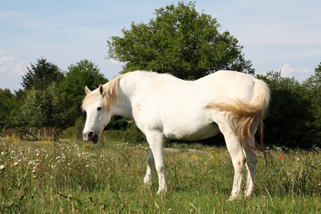 A humorous photograph of a white horse standing in evening light in a spring paddock  with its mouth open in a parody of human talking or laughterの写真素材