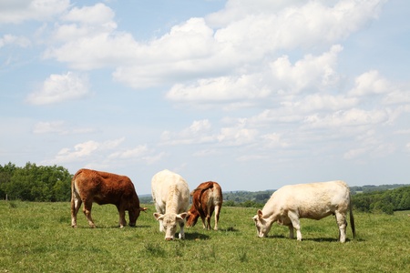 Grazing Limousin and Charolais beef cattle in a spring pasture.の写真素材