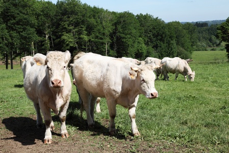 Two white charolais cows facing the camera in a lush green mountain pasture.の写真素材