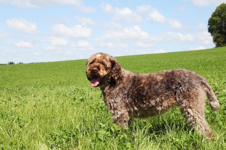 A korthals Griffon or Wire-Haired Pointing Griffon dog which is used as a gundog for hunting standing in a clover pastureの写真素材