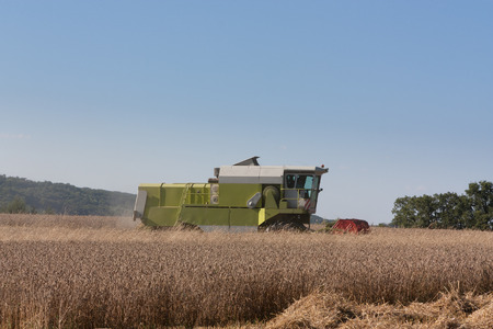 Farmer harvesting a field of ripe wheat, Triticum aestivum, with a combine harvester in evening...