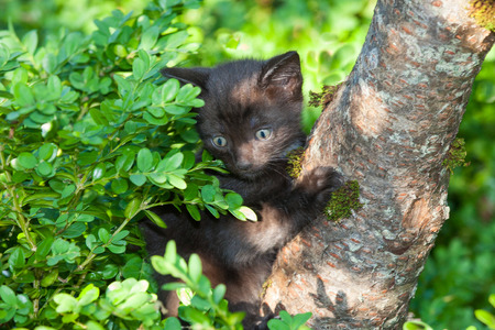 Tiny little kitten clinging to a tree branch with wide eyes on his first foray at climbing. Seems like he is wondering how on earth he came to be up there - animal behaviourの写真素材
