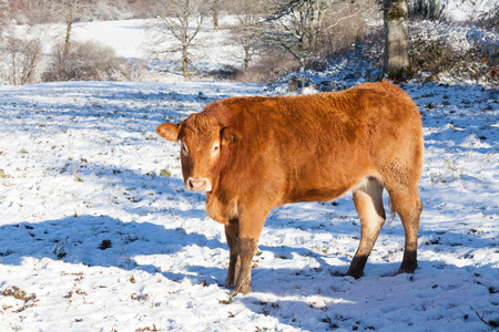 Red brown Limousin beef cow in a cold snowy winter pasture standing in sunshine looking at the cameraの写真素材