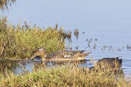 Breeding female Cape Shoveler, Anas smithii, swimming at Rietvlei Nature Reserve, Cape Town, South Africa, Dabbling duck, Cape Shovellerの写真素材
