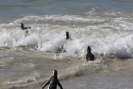 African Penguins, Spheniscus demersus, A Vulnerable Bird Species, going for a swim at Boulders Beach, Simonstown, Cape Town South Africaの写真素材