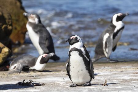African Penguins, Spheniscus demersus, a Vulnerable Bird Species, at Stony Point Nature Reserve, Bettys Bay, Overberg, South Africaの写真素材