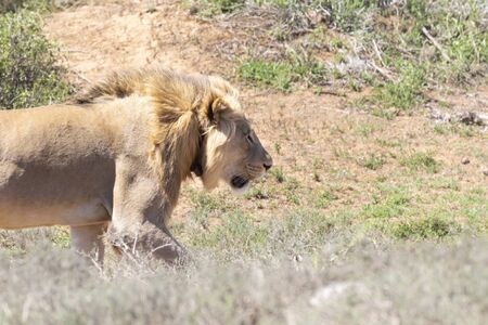 Young male lion, Panthera leo, named Jack hunting in Addo Elephant  National Park, Eastern Cape, South Africa. Wearing a collar for reseachの写真素材