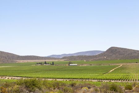 Extensive vineyards in the Western Cape Winelands  near McGregor in the Breede River Valley, Boland, South Africaの写真素材