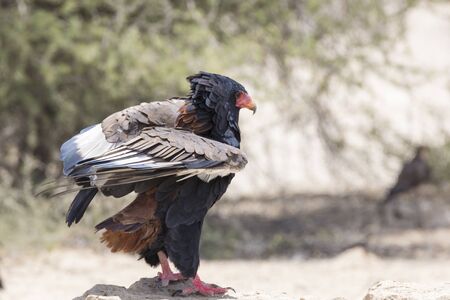 Female Bateleur Eagle (Terathopius ecaudatus) Kgalagadi Transfrontier Park, Northern Cape, Kalahari, South Africa. Listed as threatenedの写真素材