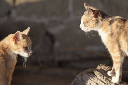 Two young female cats in evening light outside a farm barn, semi-feral siblingsの写真素材