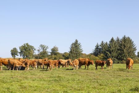 Herd of Limousin beef cattle, cows and bull, in a summer pasture at sunset  in golden light. French breed of livestock bred for meat productionの写真素材