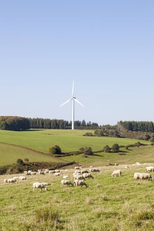 Sheep grazing in a pasture below a wind turbine, Peyrelevade, Plateau de Millevaches, Creuse, Nouvelle-Aquitaine,  France, renewable energyの写真素材