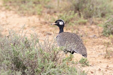 Southern Black Korhaan male, (Eupodotis afra) Addo Elelpahnt National Park, Eastern Cape, South Africaの写真素材