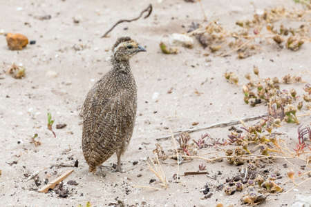 Young Cape Spurfowl or Cape Francolin (Pternistes capensis)  chick on a coastal sand dune, Western...