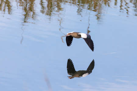 Egyptian Goose (Alopochen aegyptiaca) flying along the Breede River with reflection on the water...
