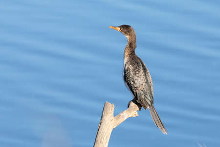 Reed Cormprant or Long-tailed Cormorant (Microcarbo africanus) non breeding adult perched above...