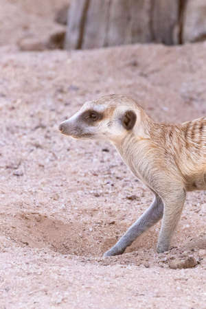 Slender-tailed Meerkat or Suricate (Suricata suricatta) Kalahari, Northern Cape, South Africa