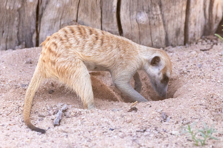 Slender-tailed Meerkat or Suricate (Suricata suricatta) foraging in sand  Kalahari, Northern Cape, South Africaの写真素材
