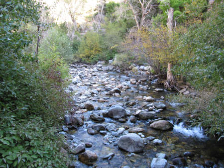 River in a forest - Salt Lake City, Utah, USA