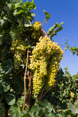 Selected varieties of healthy, ripe and juicy white grapes ready to be harvested.の写真素材