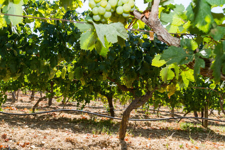 Selected varieties of healthy, ripe and juicy white grapes ready to be harvested.の写真素材