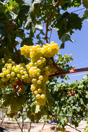 Selected varieties of healthy, ripe and juicy white grapes ready to be harvested.の写真素材
