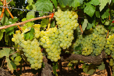 Selected varieties of healthy, ripe and juicy white grapes ready to be harvested.の写真素材